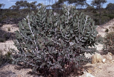 APII jpeg image of Eucalyptus pleurocarpa  © contact APII