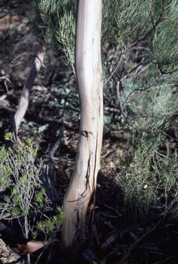 APII jpeg image of Eucalyptus pluricaulis  © contact APII