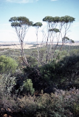 APII jpeg image of Eucalyptus pluricaulis  © contact APII