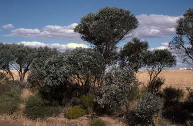 APII jpeg image of Eucalyptus pluricaulis  © contact APII