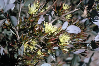 APII jpeg image of Eucalyptus pluricaulis subsp. porphyrea  © contact APII