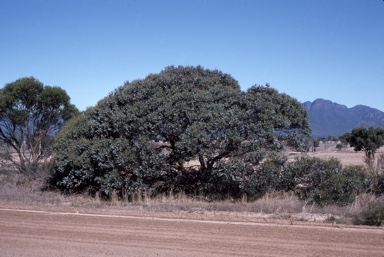 APII jpeg image of Eucalyptus pluricaulis subsp. porphyrea  © contact APII