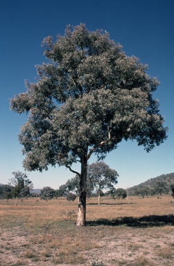 APII jpeg image of Eucalyptus polyanthemos  © contact APII
