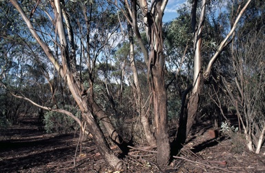 APII jpeg image of Eucalyptus polybractea  © contact APII