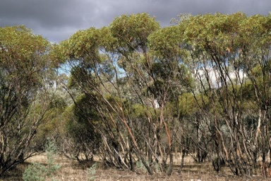 APII jpeg image of Eucalyptus porosa  © contact APII