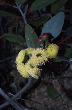 APII jpeg image of Eucalyptus preissiana  © contact APII