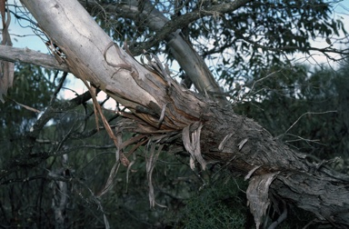 APII jpeg image of Eucalyptus pruiniramis  © contact APII
