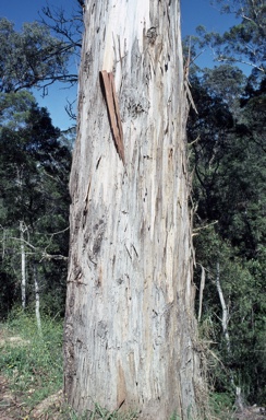 APII jpeg image of Eucalyptus pseudoglobulus subsp. pseudoglobulus  © contact APII