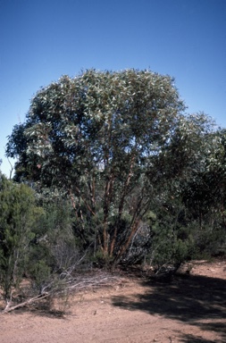 APII jpeg image of Eucalyptus quadrans  © contact APII