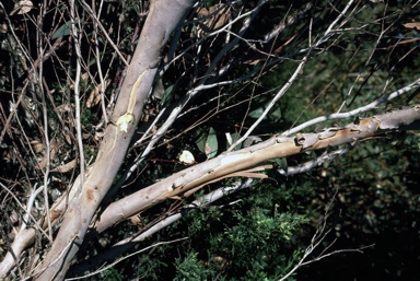 APII jpeg image of Eucalyptus redunca  © contact APII