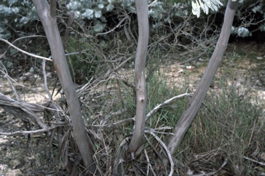 APII jpeg image of Eucalyptus rhodantha  © contact APII