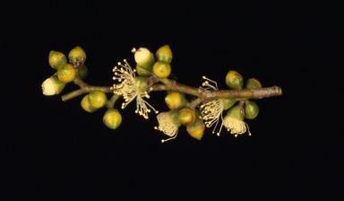 APII jpeg image of Eucalyptus aggregata  © contact APII