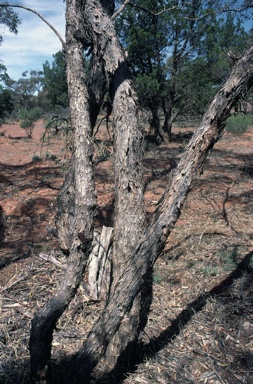 APII jpeg image of Eucalyptus porosa,<br/>Eucalyptus porosa  © contact APII