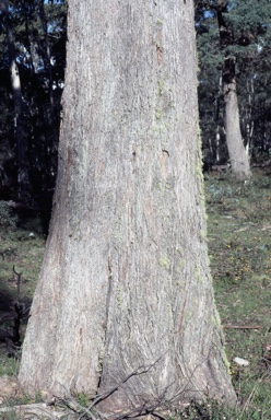 APII jpeg image of Eucalyptus radiata subsp. robertsonii  © contact APII