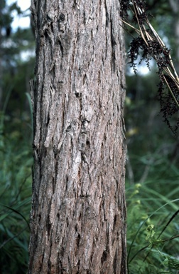 APII jpeg image of Eucalyptus robusta  © contact APII