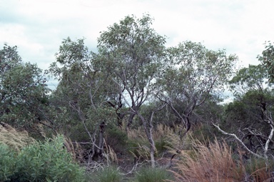APII jpeg image of Eucalyptus roycei  © contact APII
