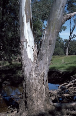APII jpeg image of Eucalyptus rudis  © contact APII