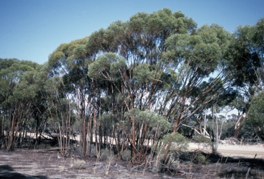APII jpeg image of Eucalyptus spathulata var. grandiflora  © contact APII