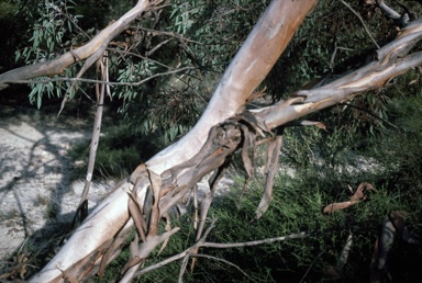 APII jpeg image of Eucalyptus neutra  © contact APII