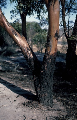 APII jpeg image of Eucalyptus sargentii  © contact APII