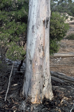 APII jpeg image of Eucalyptus urna  © contact APII