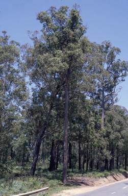 APII jpeg image of Eucalyptus scias  © contact APII