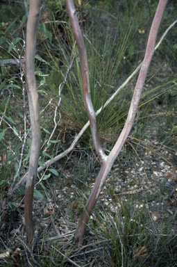 APII jpeg image of Eucalyptus sepulcralis  © contact APII