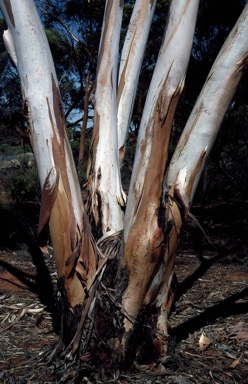 APII jpeg image of Eucalyptus sheathiana  © contact APII