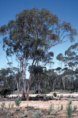 APII jpeg image of Eucalyptus sheathiana  © contact APII