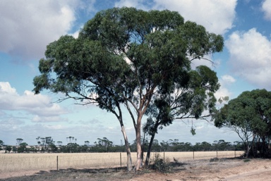 APII jpeg image of Eucalyptus sheathiana  © contact APII