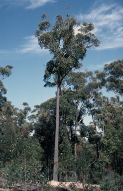 APII jpeg image of Eucalyptus sieberi  © contact APII