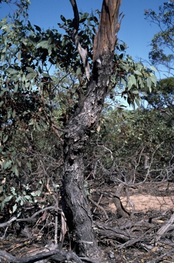 APII jpeg image of Eucalyptus socialis  © contact APII