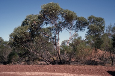 APII jpeg image of Eucalyptus socialis  © contact APII