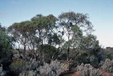 APII jpeg image of Eucalyptus socialis  © contact APII