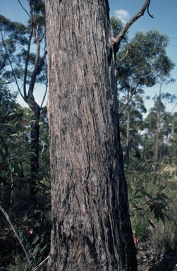APII jpeg image of Eucalyptus sparsifolia  © contact APII