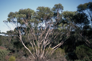 APII jpeg image of Eucalyptus sporadica  © contact APII