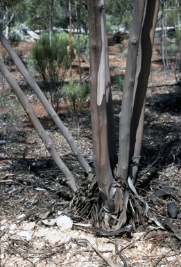 APII jpeg image of Eucalyptus spreta  © contact APII
