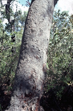 APII jpeg image of Eucalyptus squamosa  © contact APII