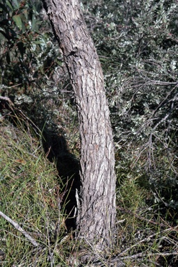 APII jpeg image of Eucalyptus staeri  © contact APII