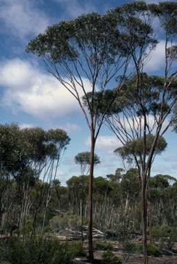 APII jpeg image of Eucalyptus steedmanii  © contact APII