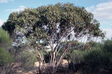 APII jpeg image of Eucalyptus stowardii  © contact APII