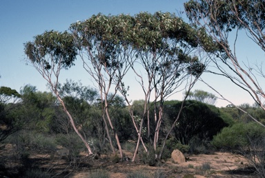 APII jpeg image of Eucalyptus stowardii  © contact APII