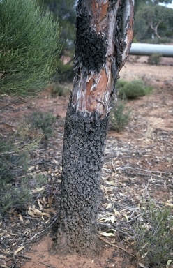 APII jpeg image of Eucalyptus stricklandii  © contact APII