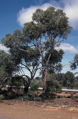 APII jpeg image of Eucalyptus stricklandii  © contact APII