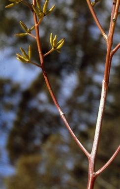 APII jpeg image of Eucalyptus subangusta subsp. cerina  © contact APII