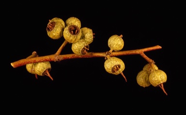 APII jpeg image of Eucalyptus eremicola subsp. peeneri  © contact APII