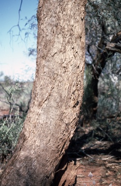 APII jpeg image of Eucalyptus eremicola subsp. peeneri  © contact APII