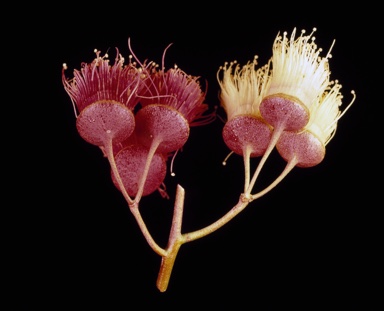 APII jpeg image of Eucalyptus synandra  © contact APII