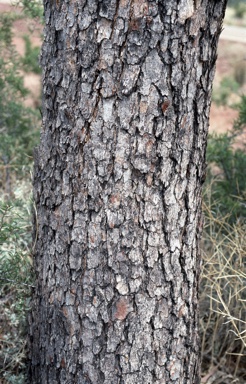 APII jpeg image of Eucalyptus terminalis  © contact APII
