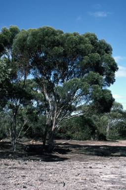 APII jpeg image of Eucalyptus talyuberlup  © contact APII